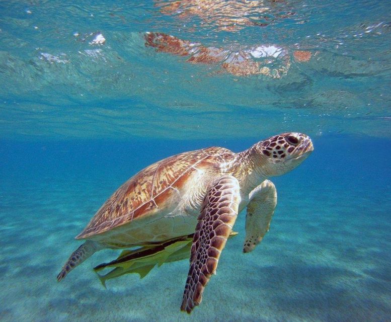 Alanya Coastal Cruise: Sun, Swim & Scenic Views - Lake Engolasters: Snorkeling Time and the Dolphin Hope