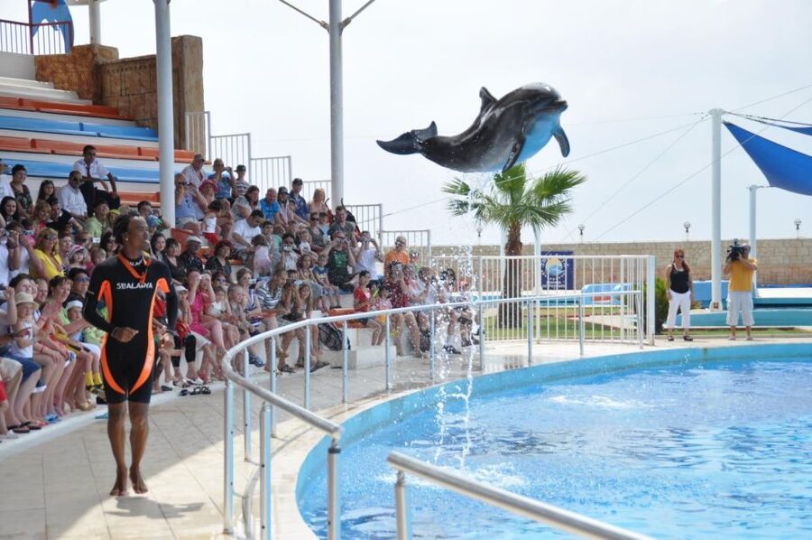 Alanya: Dolphin and Seal Show Ticket with Hotel Transfers - Where to sit: splash-zone strategy for best photos and best comfort
