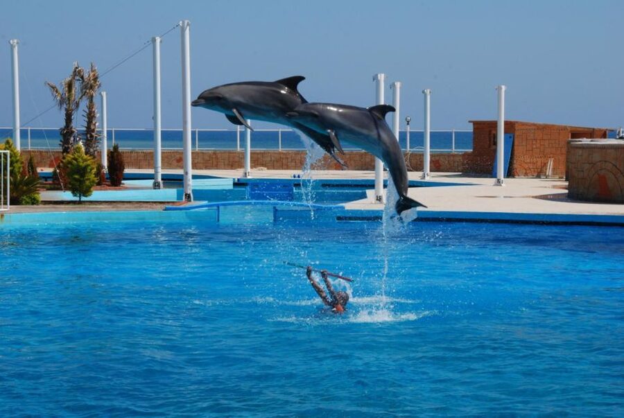 Alanya: Dolphin and Seal Show Ticket with Hotel Transfers - Timing, tickets, and the entrance gate (so you don’t lose time)