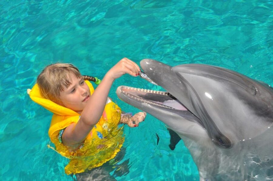 Alanya: Dolphin and Seal Show Ticket with Hotel Transfers - Practical tips before you go