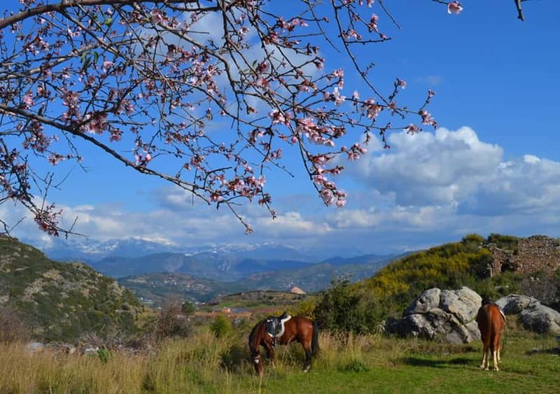 Alanya: Horse Riding Adventure - Getting to Horse Club Alanya: a smooth start