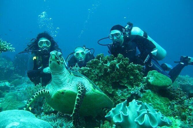 Alanya : Scuba Diving for Beginners w/ Lunch and Transfer - The Second Underwater Session and Wildlife Expectations