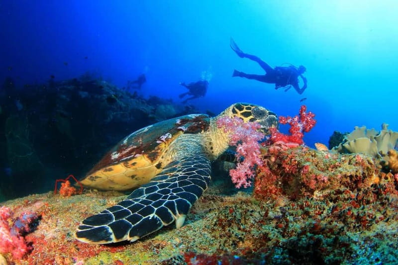 Alanya: Scuba Diving Tour With Lunch - Lunch on board: warm fuel plus Turkish coast views