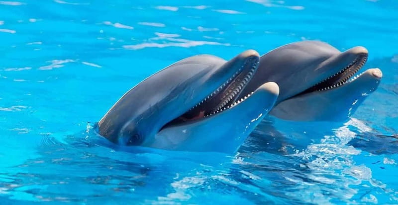 Alanya: Sealanya Dolphinpark Dolphin Show Tour - Key things to know before you go