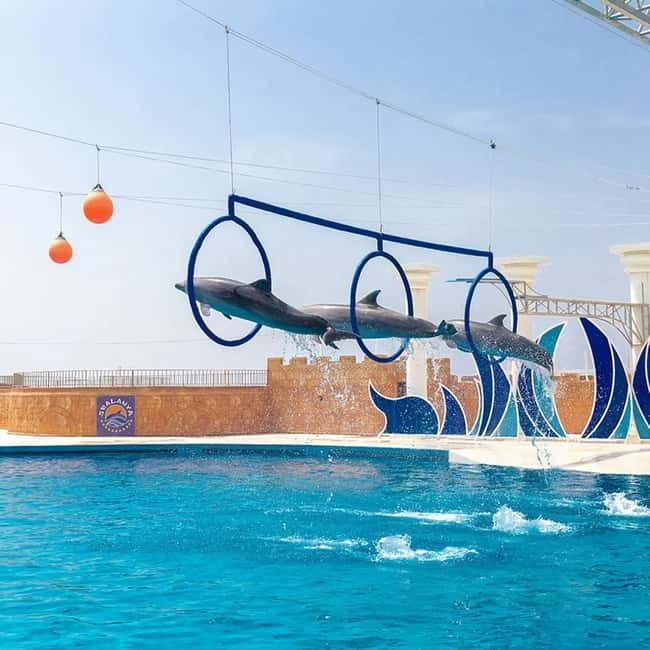 Alanya: Sealanya Dolphinpark Dolphin Show Tour - Sealanya Dolphinpark From Alanya Hotels: Pickup That Gets You There