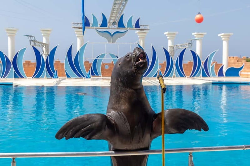 Alanya: Sealanya Dolphinpark Dolphin Show Tour - The 15-Minute Sea Lion (Otaría) Act