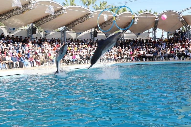 Alanya: Sealanya Dolphinpark Dolphin Show Tour - Timing and Practical Tips That Make the Day Feel Smooth