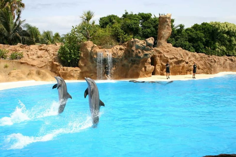 Alanya: Sealanya Dolphinpark Dolphin Show Tour - One-Hour Dolphin and Jellyfish Show: The Flow of the Program