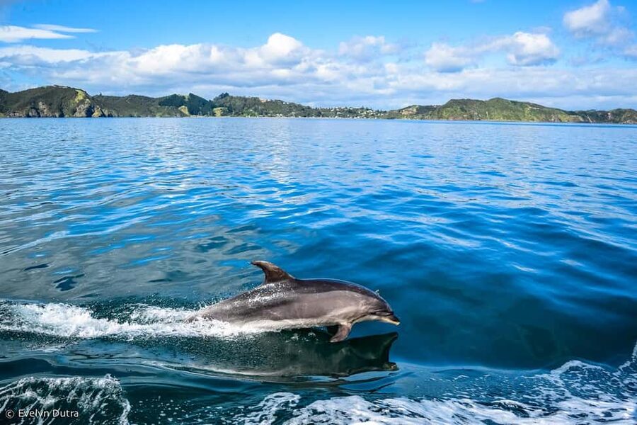 Dolphin Island Full-Day Boat Trip from Side, Turkey - Key Highlights Worth Your Attention