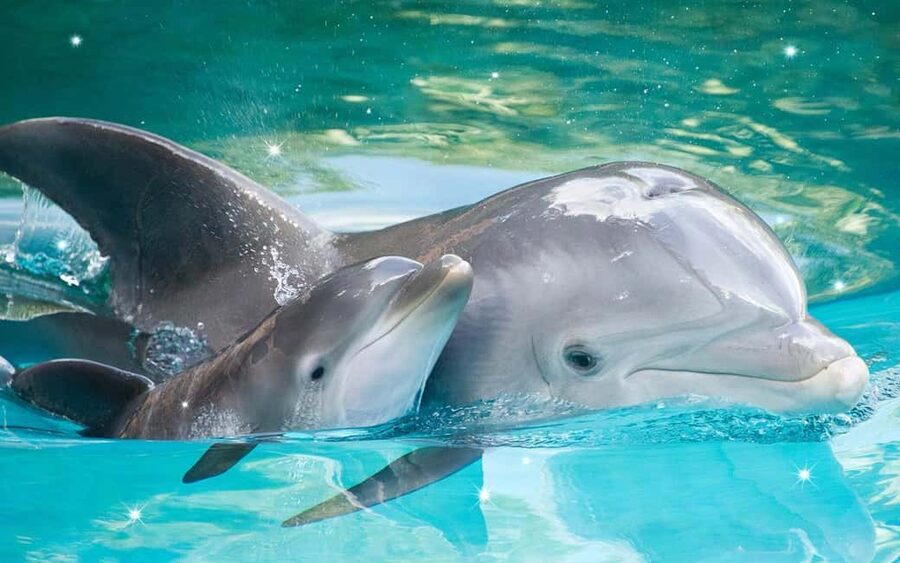 Dolphin Island Full-Day Boat Trip from Side, Turkey - Peeling and Foam Massage: A Spa Stop That’s More Than Just Skin Deep