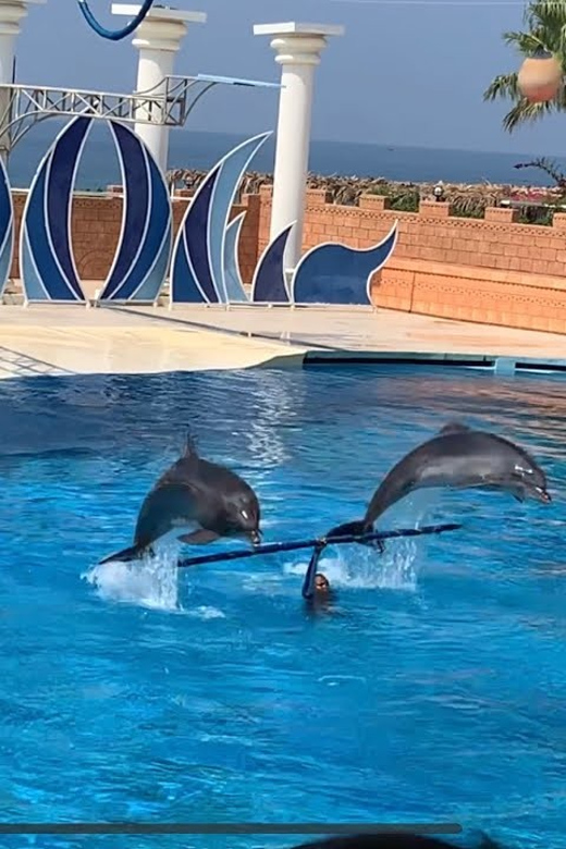 Dolphin Park Entry with Live Show and Pickup - Key Highlights You’ll Actually Care About