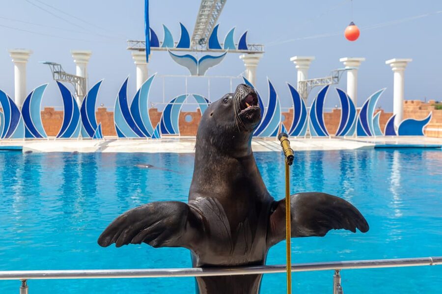 Dolphin Park Entry with Live Show and Pickup - Should You Book This Dolphin Park Entry with Live Show and Pickup?