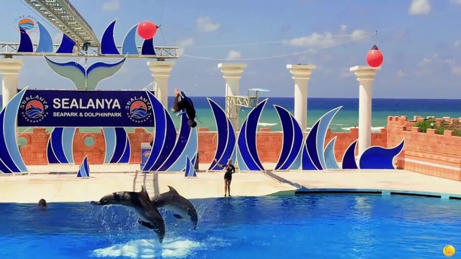 Dolphin Park Entry with Live Show and Pickup - A Live Show That Moves: Sea Lions First, Then Dolphins