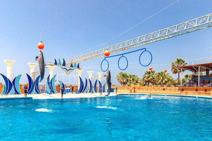 Dolphin Park Entry with Live Show and Pickup - Photos and Video: Free During the Show, Paid Prints Later