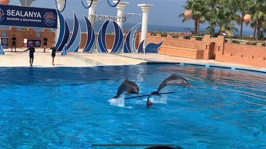 Dolphin Park Entry with Live Show and Pickup - Price and Value: Is $57 a Smart Deal Here?