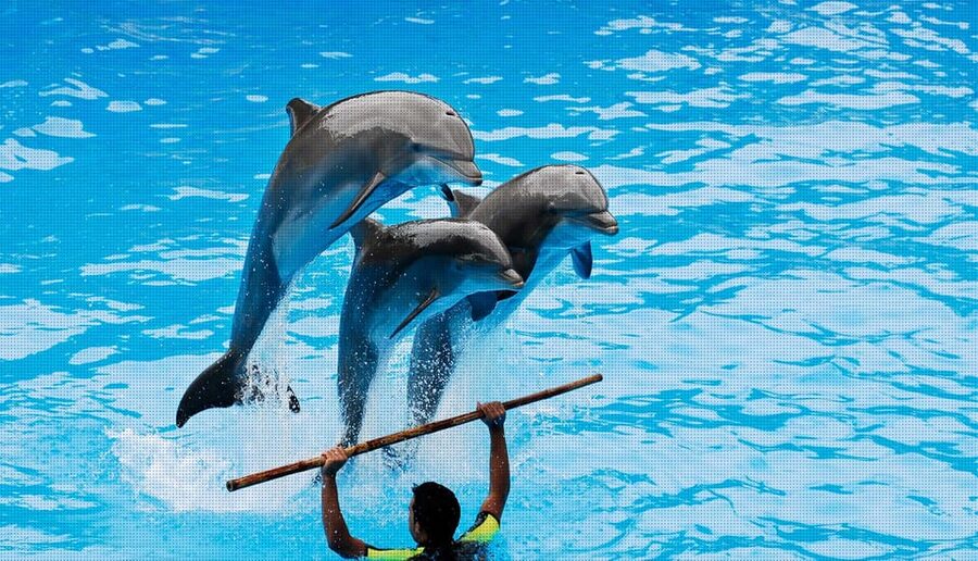 Dolphin Park Entry with Live Show and Pickup - Who This Tour Suits Best (And Who Might Pass)