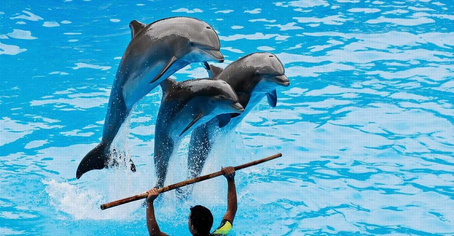 Dolphin Park Entry with Live Show and Pickup - Entering the Park and Finding the Show Fast
