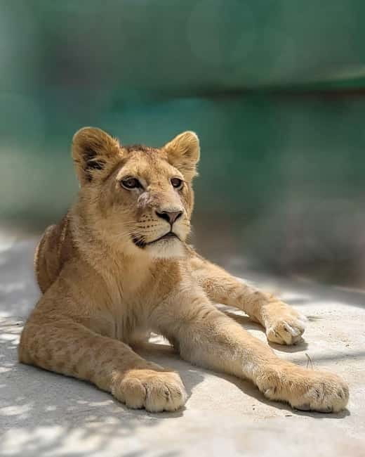 From Alanya: Lion Safari & Green Canyon Splash Feast w/Lunch - The Lion Safari: 45 Minutes Up Close (and the Optional Entry Fee)