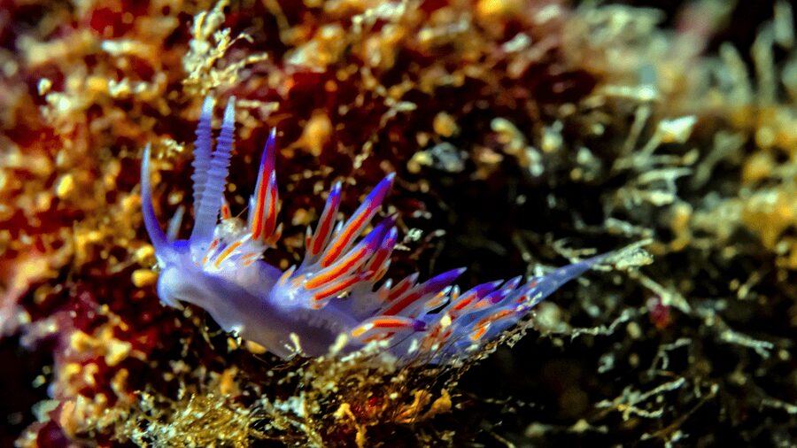 From Side: Guided Scuba Diving in Alanya w/ Lunch & Transfer - What the crew style tells you about safety
