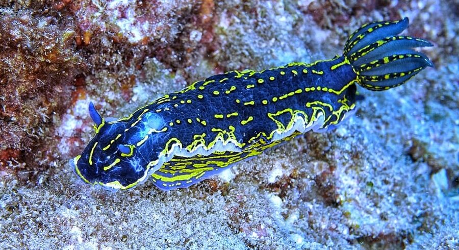 From Side: Guided Scuba Diving in Alanya w/ Lunch & Transfer - Getting certified-free: what you really learn before you go in