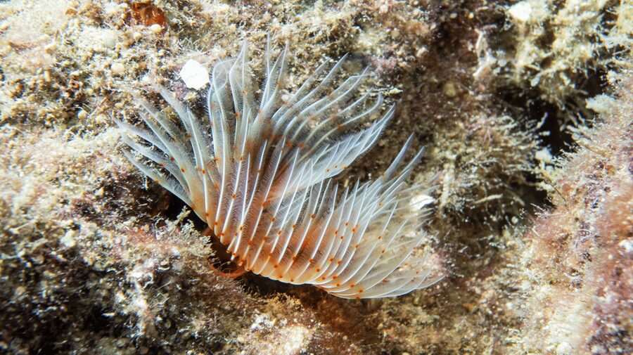 From Side: Guided Scuba Diving in Alanya w/ Lunch & Transfer - What you can expect under the water at 5–12 meters
