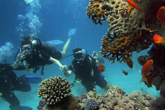 Scuba Diving Experience in Alanya With Lunch and 2 Dives - A Smooth 8-Hour Morning in Alanya (Starting at 8:00)