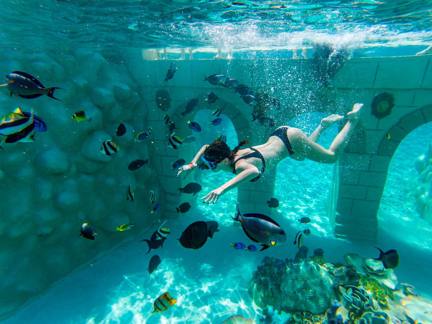 Seapark: Swimming in Pool Aquarium with Authentic Creatures - What to bring (and how to avoid small day-killers)