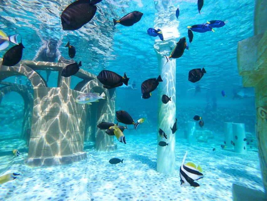 Seapark: Swimming in Pool Aquarium with Authentic Creatures - Shark pool and dolphin show: what’s included, what to expect