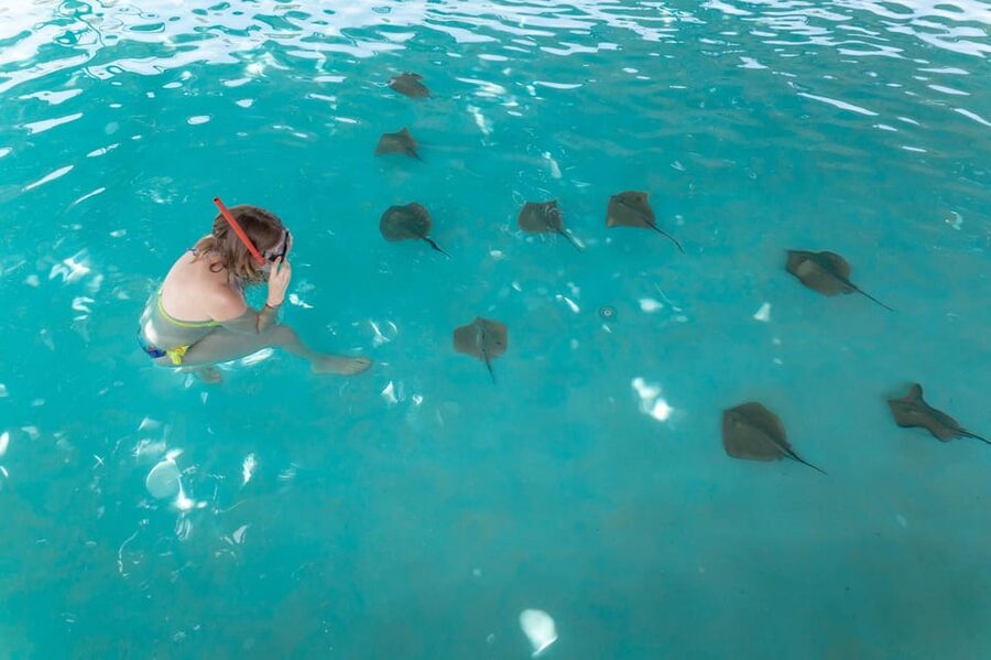 Seapark: Swimming in Pool Aquarium with Authentic Creatures - Transfers and the 7-hour flow from Side or Alanya